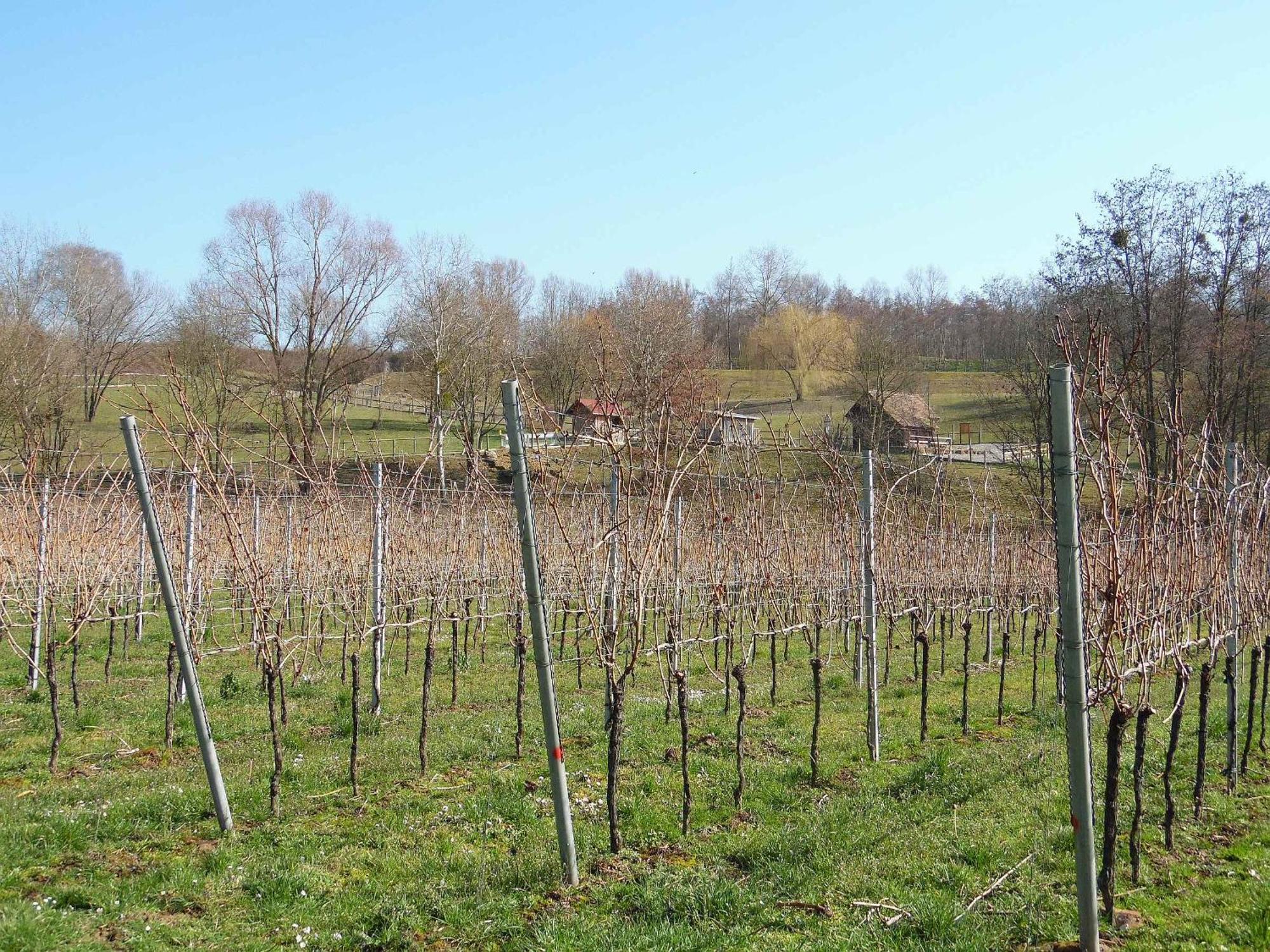 Hog Ringsheim